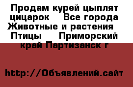 Продам курей цыплят,цицарок. - Все города Животные и растения » Птицы   . Приморский край,Партизанск г.